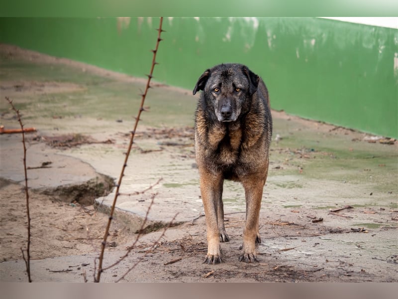 KEFIR - 8 Jahre - Mischling