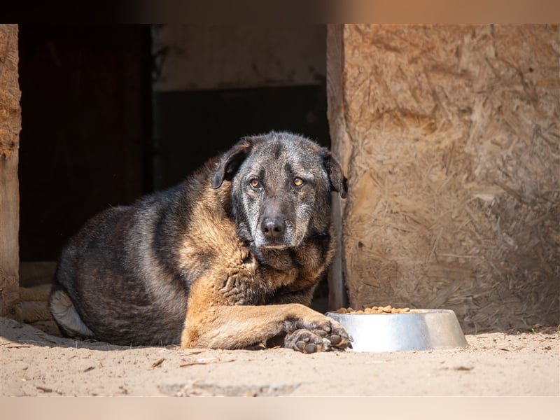 KEFIR - 8 Jahre - Mischling