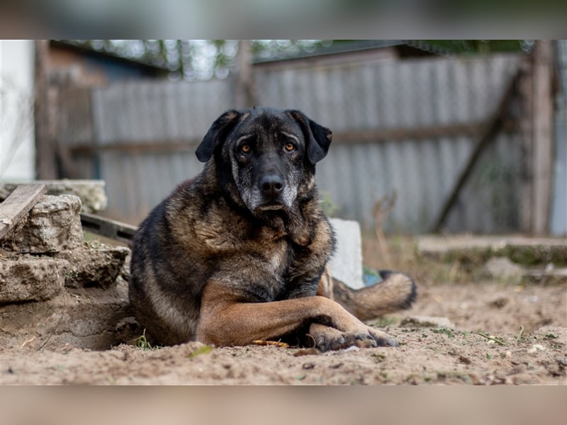 KEFIR - 8 Jahre - Mischling