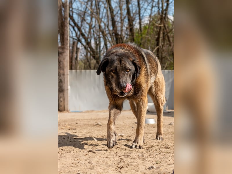 KEFIR - 8 Jahre - Mischling