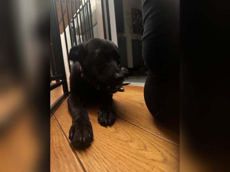 Nova sucht ihr Glück