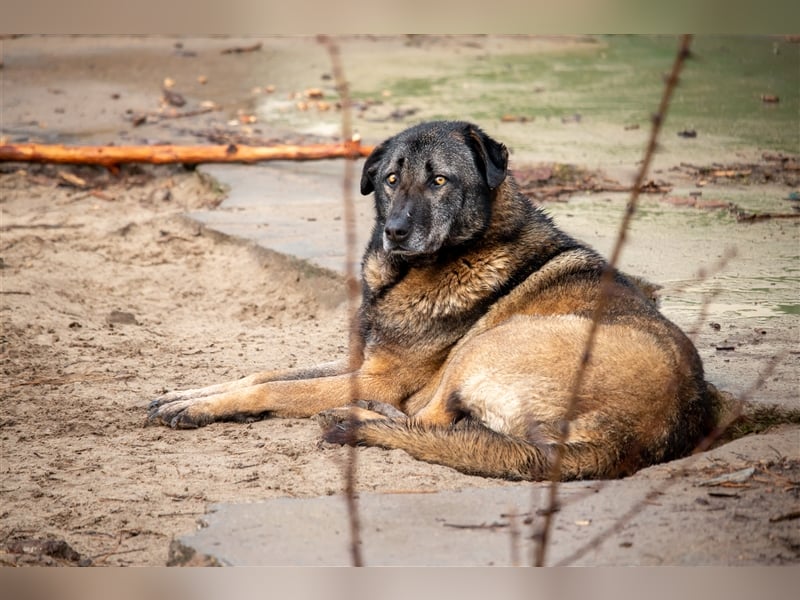 KEFIR - 8 Jahre - Mischling