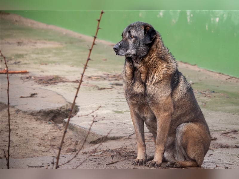 KEFIR - 8 Jahre - Mischling