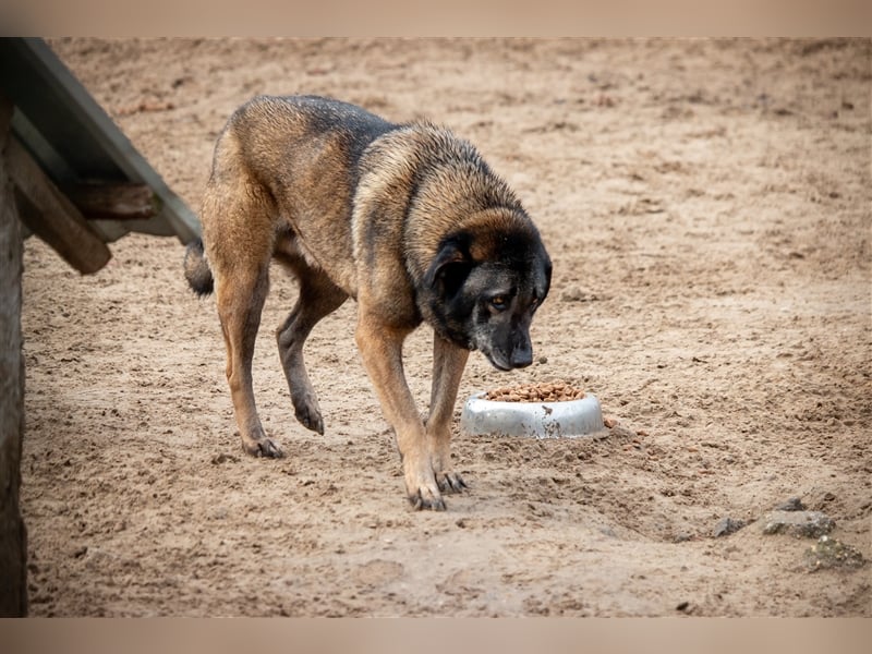 KEFIR - 8 Jahre - Mischling