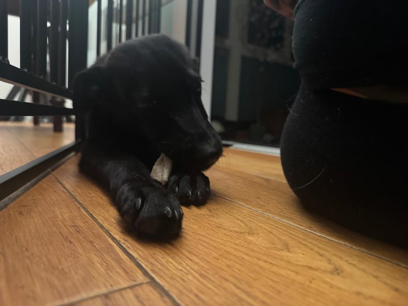 Nova sucht ihr Glück