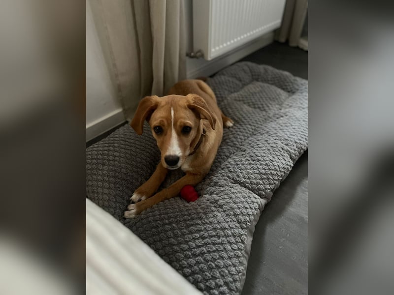 Duke - Notfall Zuhause/Pflegestelle gesucht