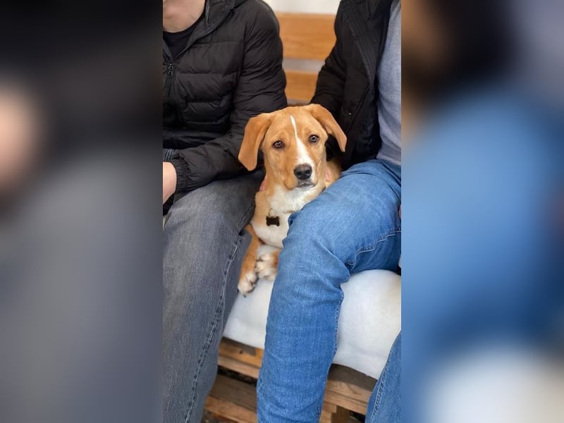 Duke - Notfall Zuhause/Pflegestelle gesucht