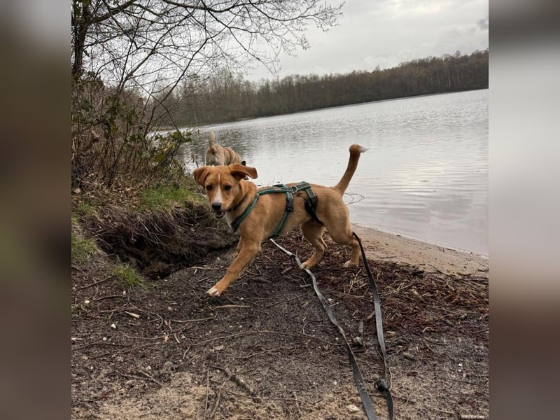 Duke wartet in 41379 Brüggen