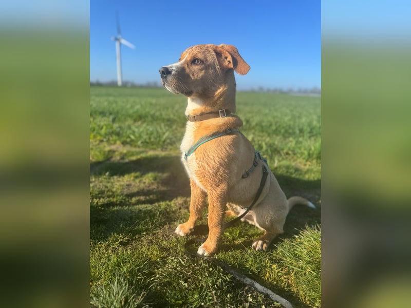 Duke wartet in 41379 Brüggen