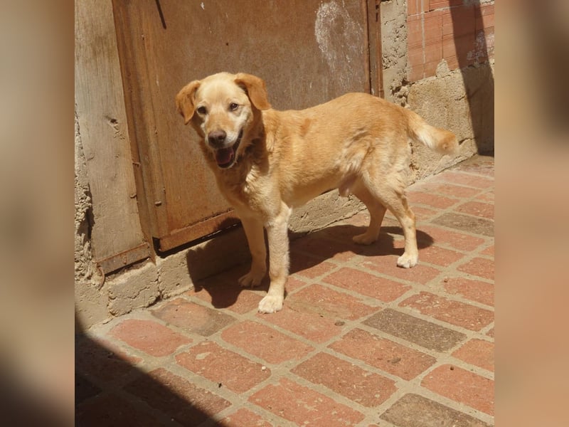 Bejko