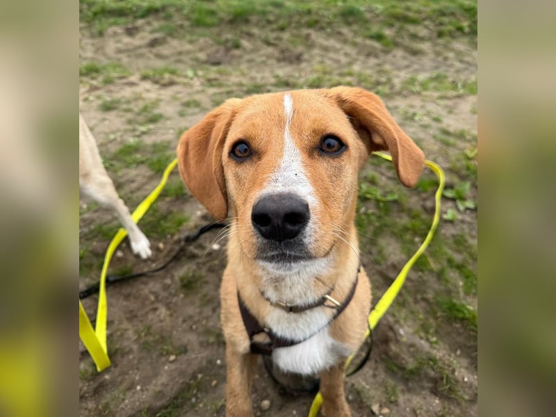 Duke wartet in 41379 Brüggen