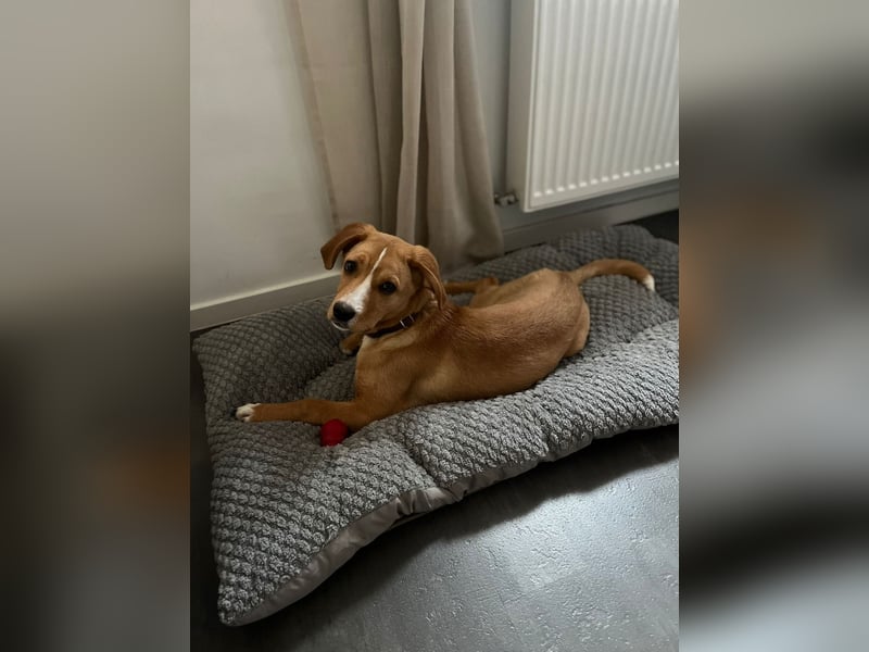 Duke - Notfall Zuhause/Pflegestelle gesucht