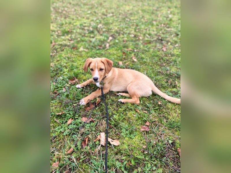 Duke - Notfall Zuhause/Pflegestelle gesucht