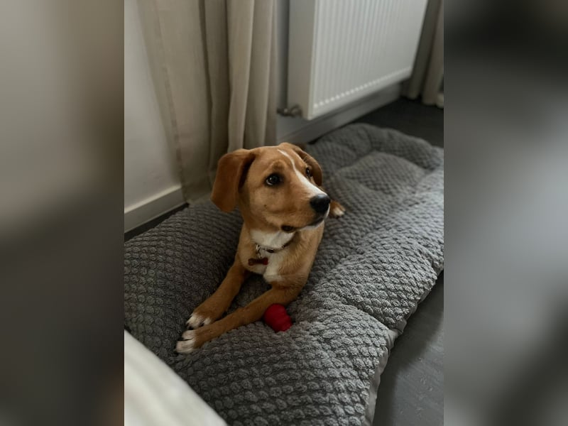 Duke - Notfall Zuhause/Pflegestelle gesucht