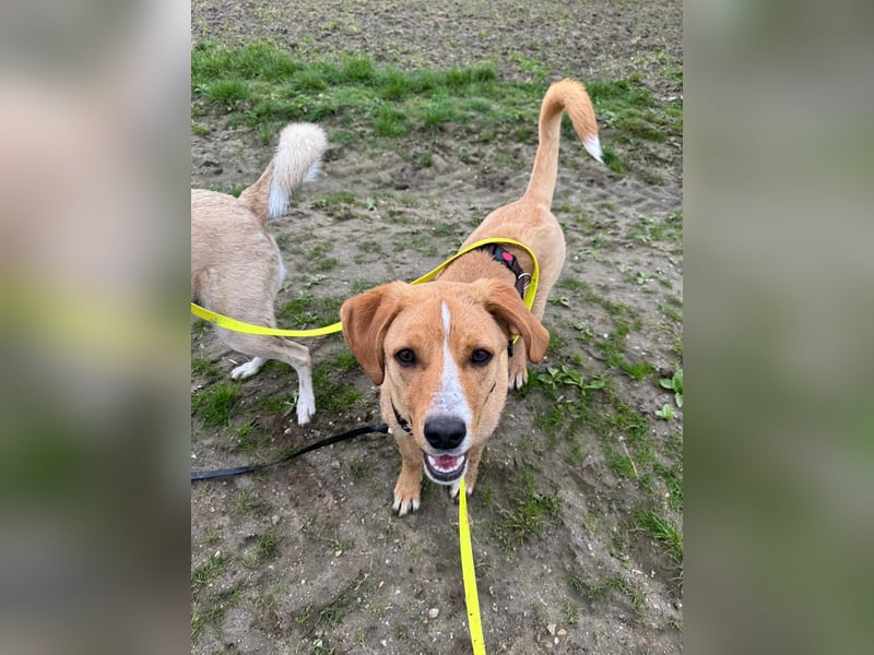 Duke wartet in 41379 Brüggen