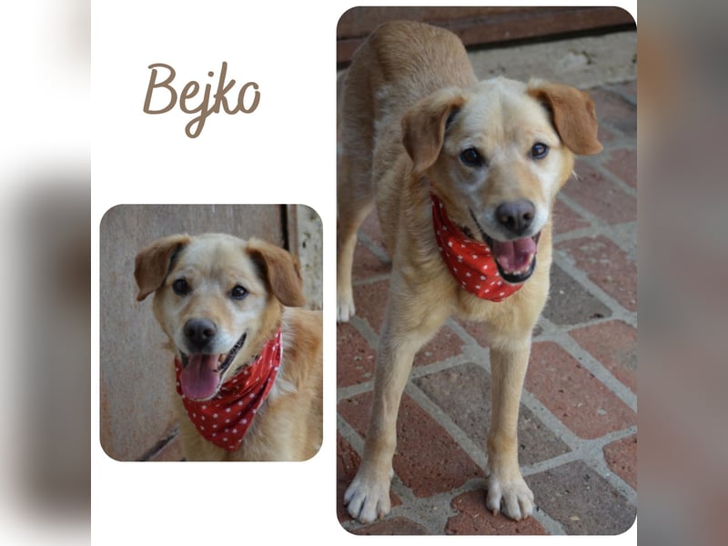 Bejko