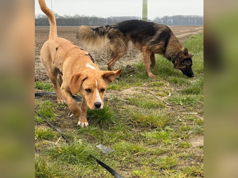 Duke wartet in 41379 Brüggen