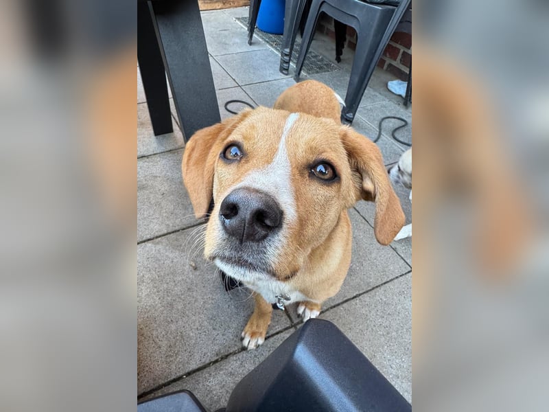 Duke wartet in 41379 Brüggen