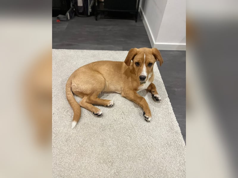 Duke - Notfall Zuhause/Pflegestelle gesucht