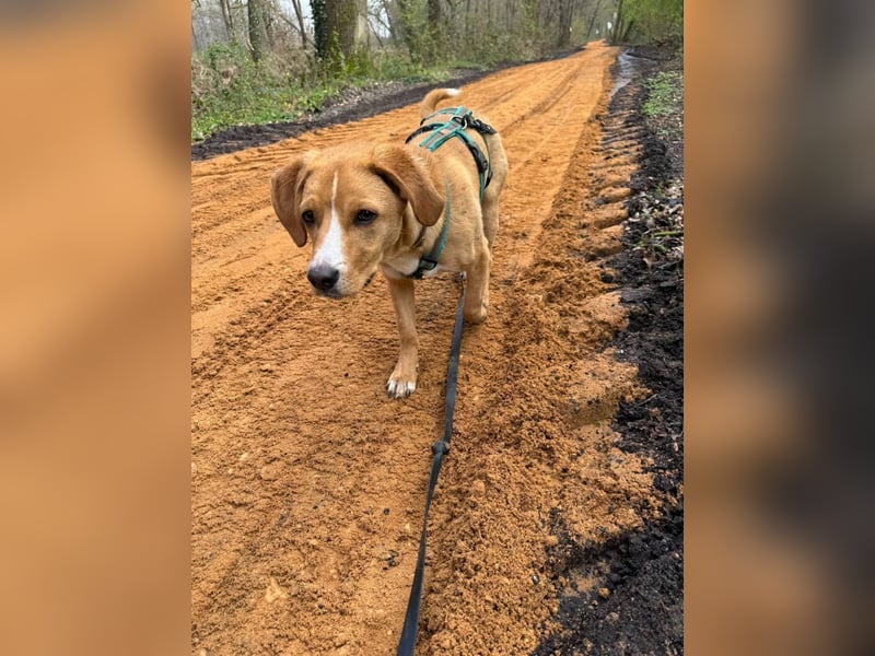 Duke wartet in 41379 Brüggen