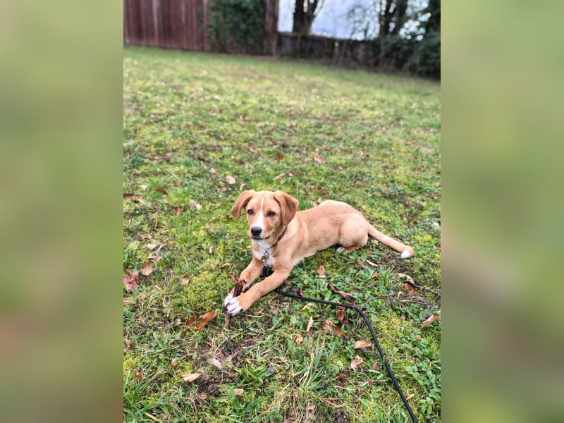 Duke - Notfall Zuhause/Pflegestelle gesucht