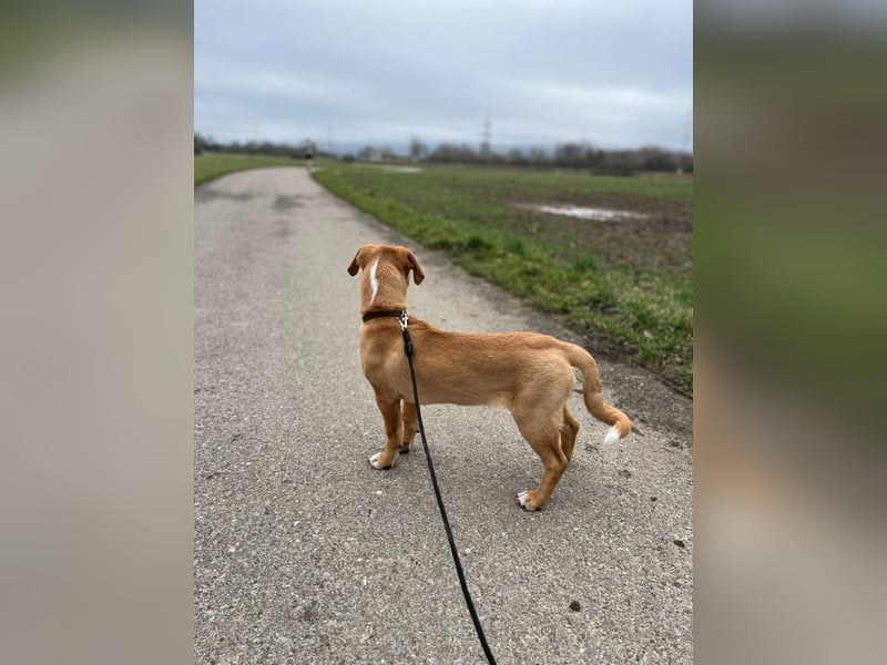 Duke - Notfall Zuhause/Pflegestelle gesucht