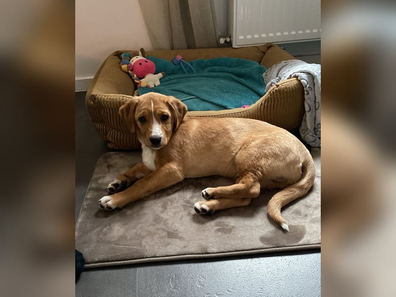 Duke - Notfall Zuhause/Pflegestelle gesucht