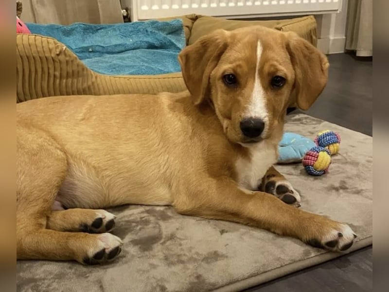 Duke - Notfall Zuhause/Pflegestelle gesucht