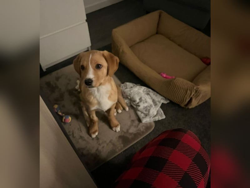 Duke - Notfall Zuhause/Pflegestelle gesucht