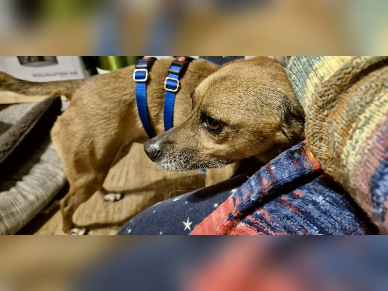 Floki, der Familienhund, jung und aktiv