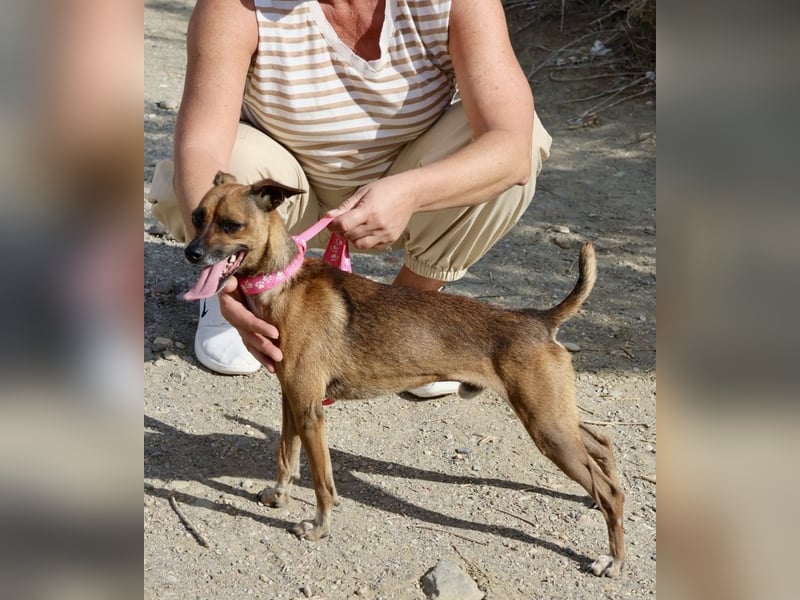 Floki, der Familienhund, jung und aktiv