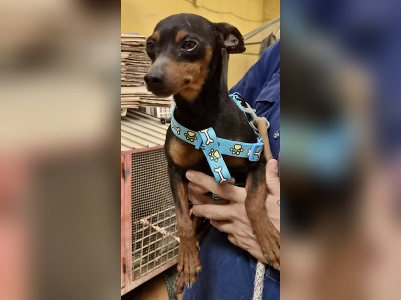 Cooper  verschmust, zutraulich und lernwillig