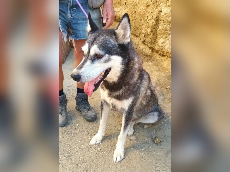 Mirari - Husky-Mix Hündin - bewegungsfreudig, offen, zutraulich