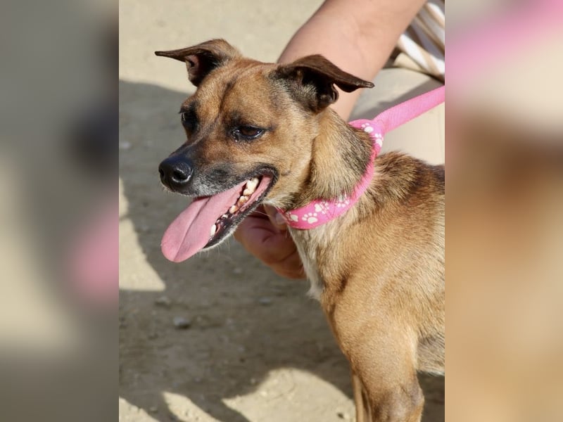 Floki, der Familienhund, jung und aktiv