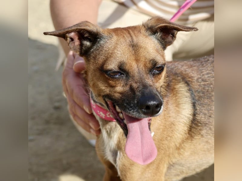 Floki, der Familienhund, jung und aktiv