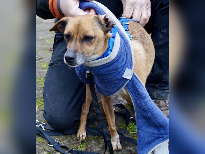 Floki, der Familienhund, jung und aktiv