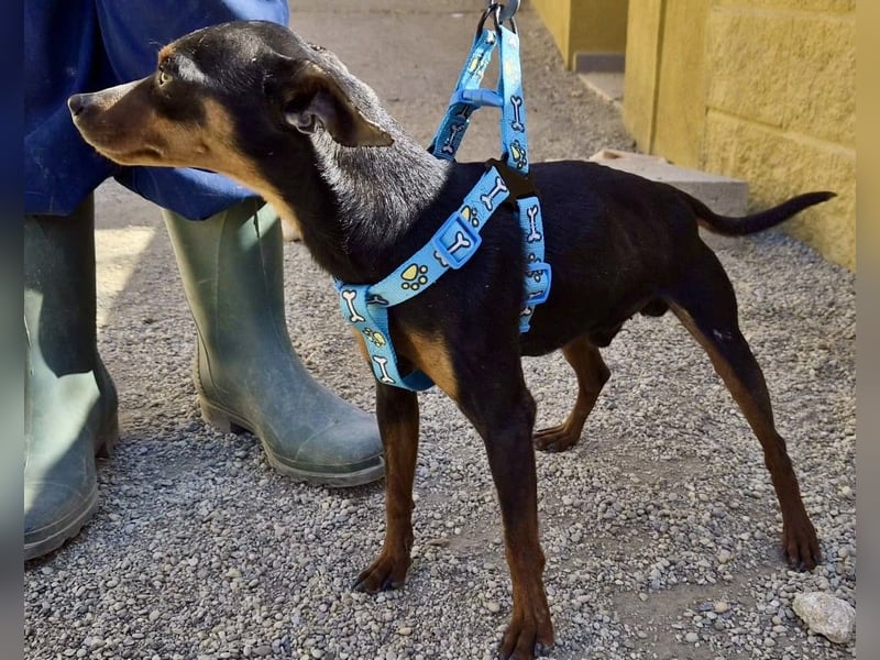 Cooper  verschmust, zutraulich und lernwillig