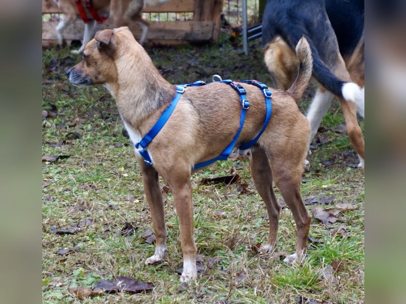 Floki, der Familienhund, jung und aktiv