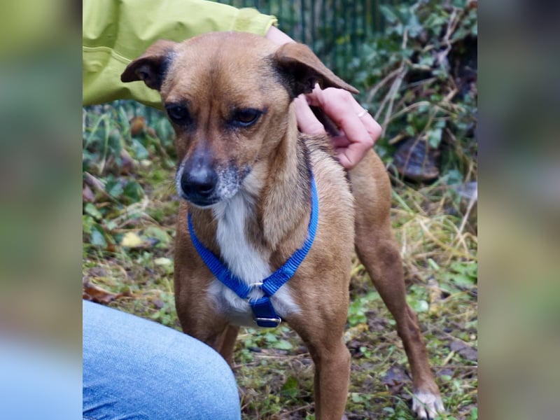 Floki, der Familienhund, jung und aktiv