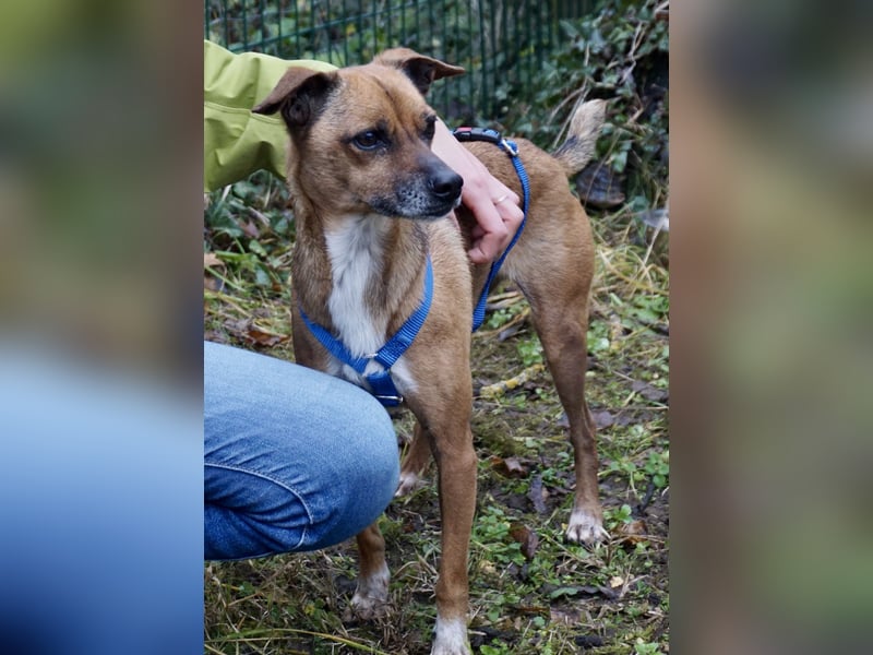 Floki, der Familienhund, jung und aktiv