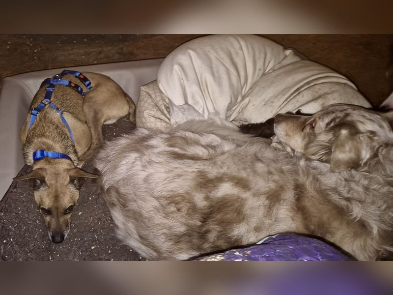 Floki, der Familienhund, jung und aktiv