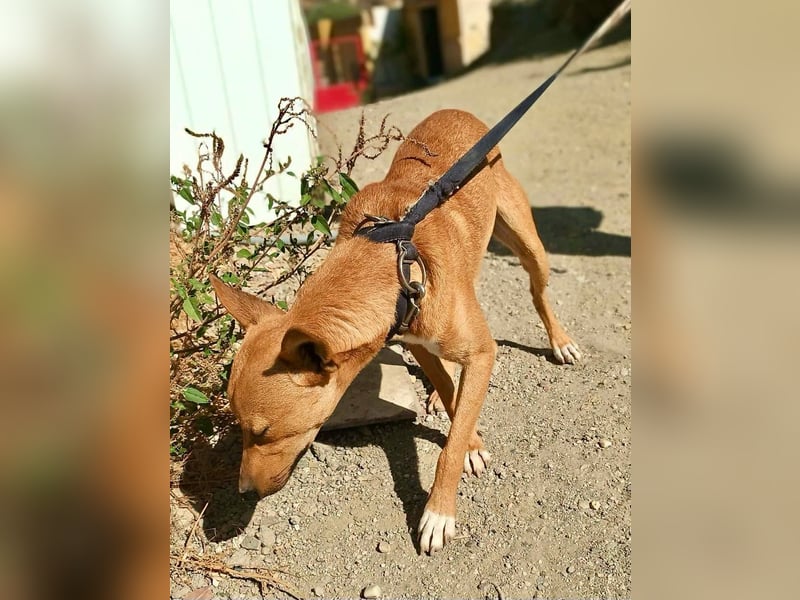 Arlo - Mix Rüde - lernwillig, freundlich, verschmust