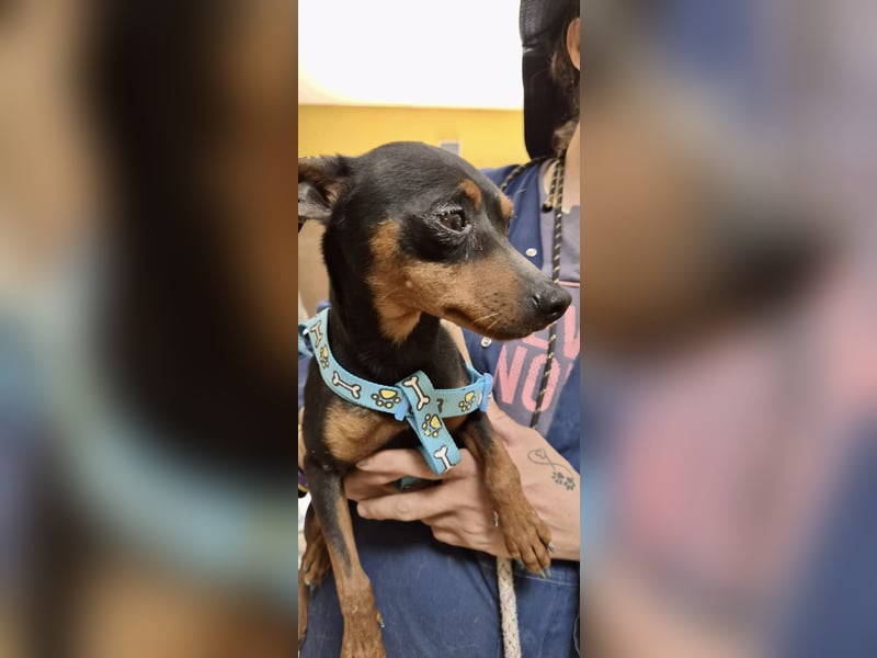 Cooper  verschmust, zutraulich und lernwillig