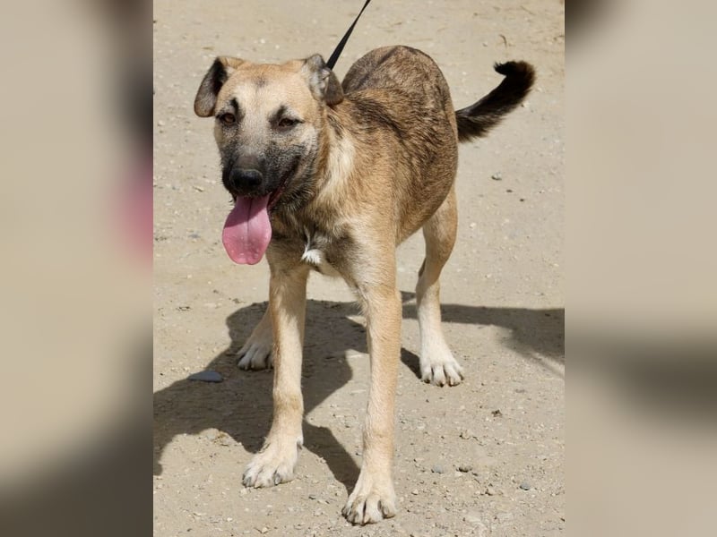 Nata, verschmust,liebevoll und familiengeeignet