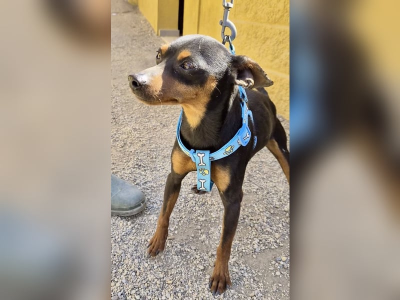 Cooper  verschmust, zutraulich und lernwillig