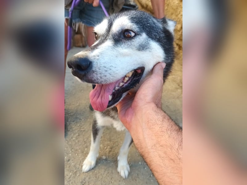 Mirari - Husky-Mix Hündin - bewegungsfreudig, offen, zutraulich