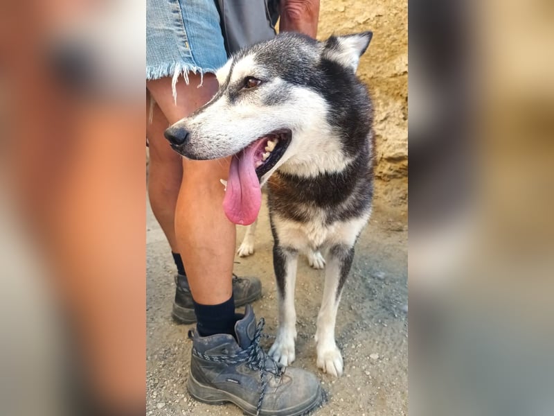Mirari - Husky-Mix Hündin - bewegungsfreudig, offen, zutraulich