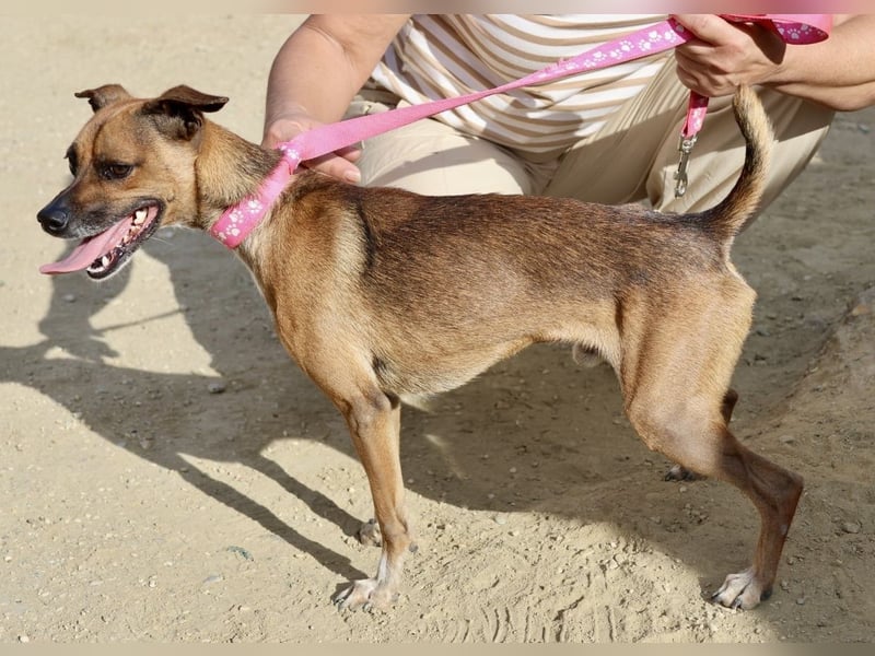 Floki, der Familienhund, jung und aktiv