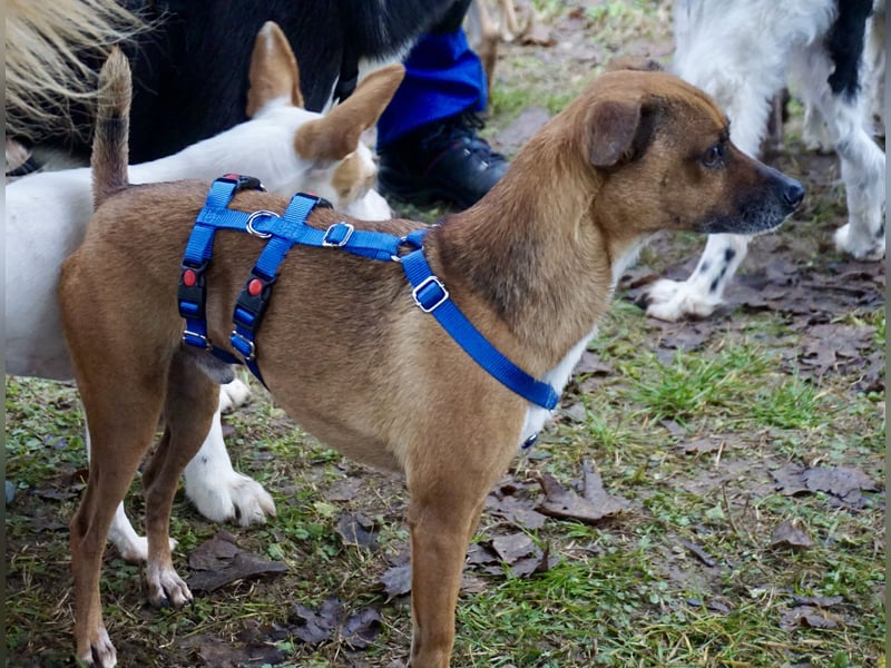Floki, der Familienhund, jung und aktiv