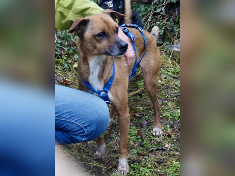 Floki, der Familienhund, jung und aktiv